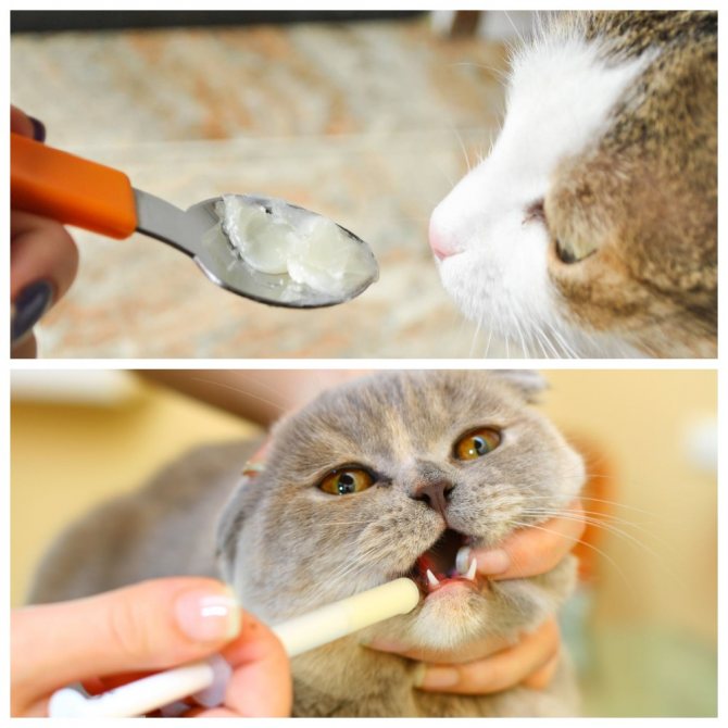 Как кошке или коту дать таблетку: эффективные и безопасные способы, таблеткодаватель, полезные фото и видео