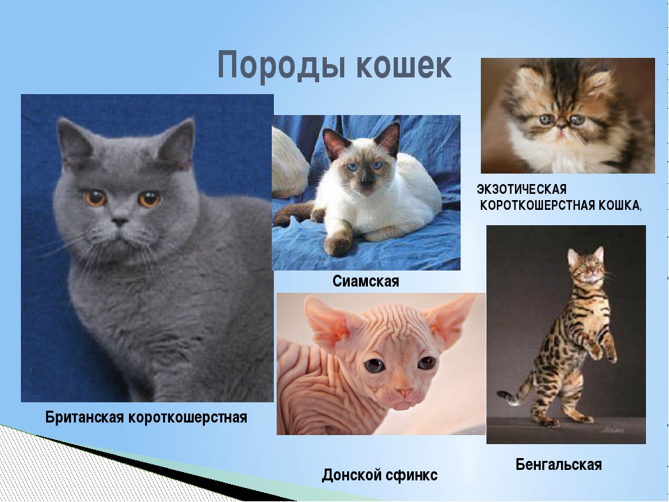 Про какую кошку