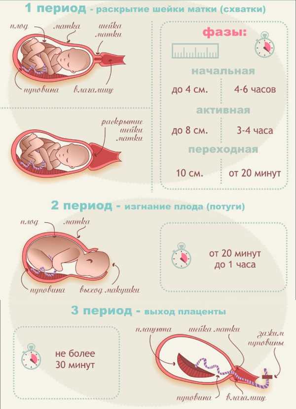 Поведение кошки перед родами