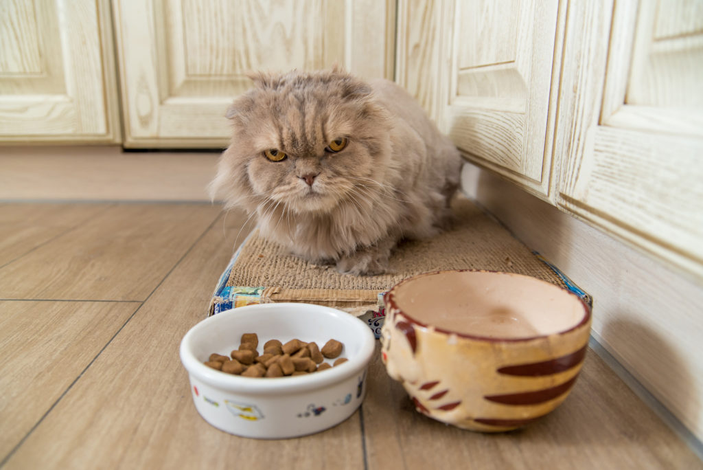 Кошка не ест: причины и решения