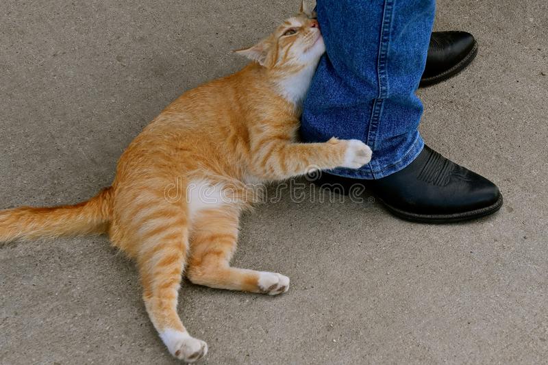 Интересное наблюдение: почему одни кошки встречают хозяина у двери, а другие нет