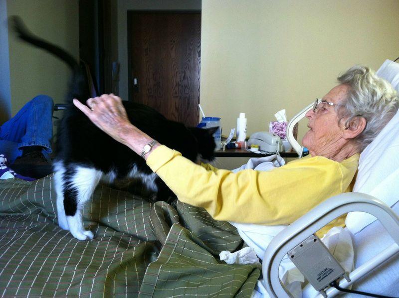 Фелинотерапия: как кошки лечат людей?