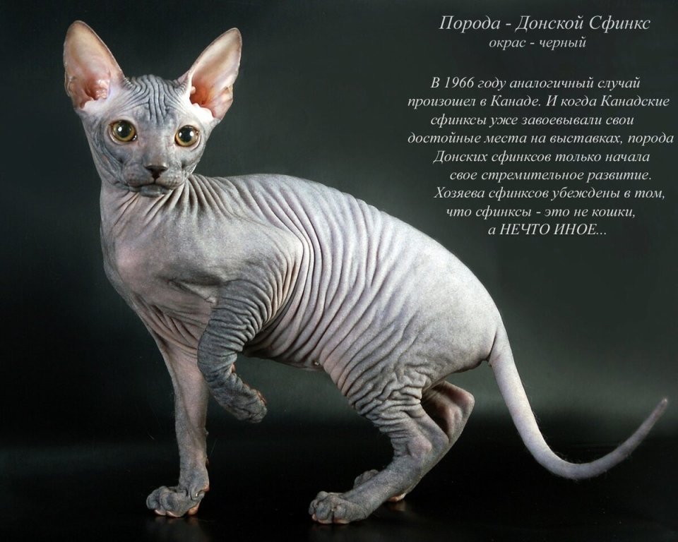 Канадский сфинкс — описание породы и характер кошки