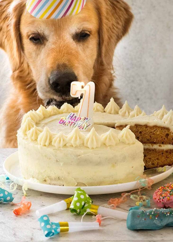 Какой торт испечь на грядущий год желтой собаки? — все про торты: рецепты, описание, история