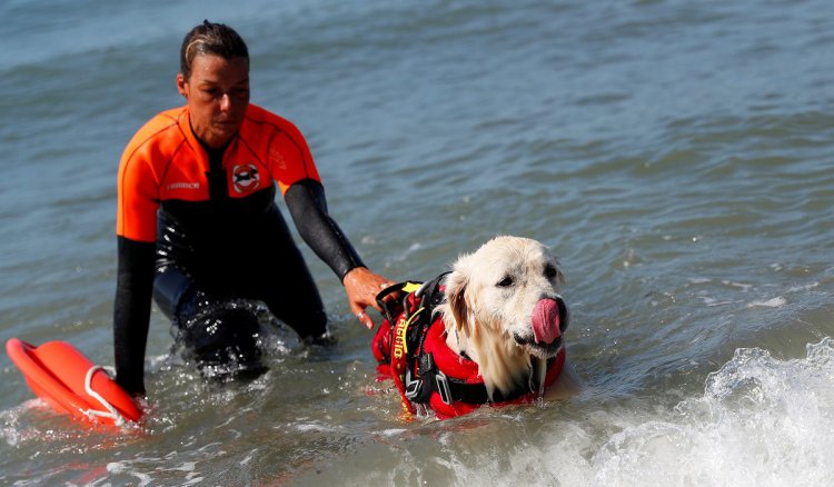 Собака спасатель. породы собак спасателей их описание, особенности и обучение | животный мир