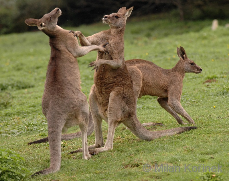 Кенгуру архив. Кенгуру в Австралии. Австралийская Саванна с кенгуру. Самка кенгуру. Образ жизни кенгуру.