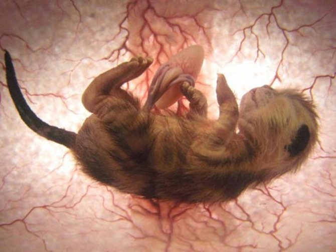 В каком возрасте кошка может забеременеть: во сколько месяцев впервые рожают