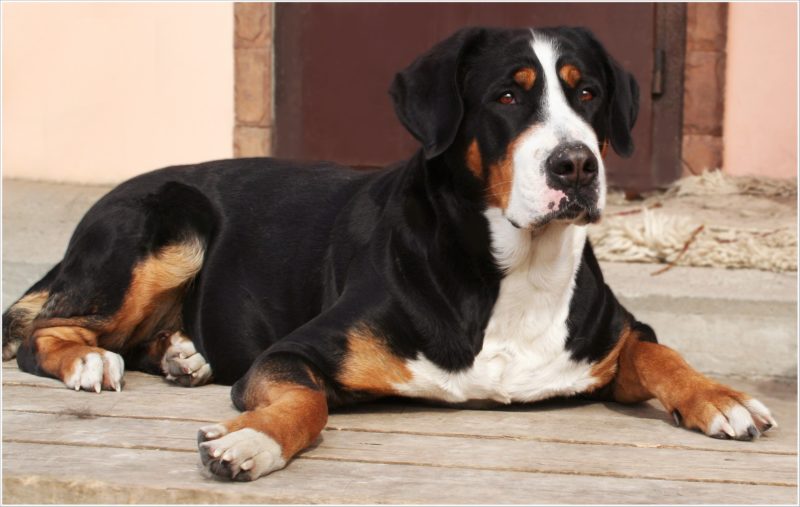 Бернский зенненхунд: обзор породы собак, фото, особенности содержания и ухода, окрас, размеры, повадки