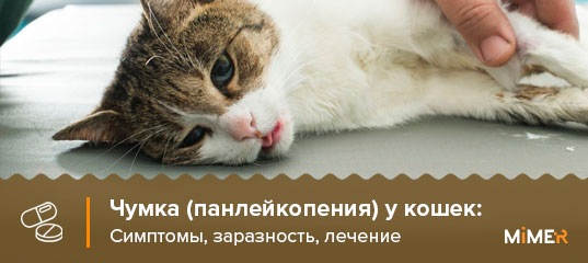 Лечение панлейкопении у кошек схема форум