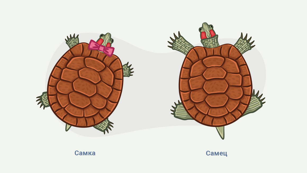 Как определить пол черепахи и различить черепаху мальчика от девочки