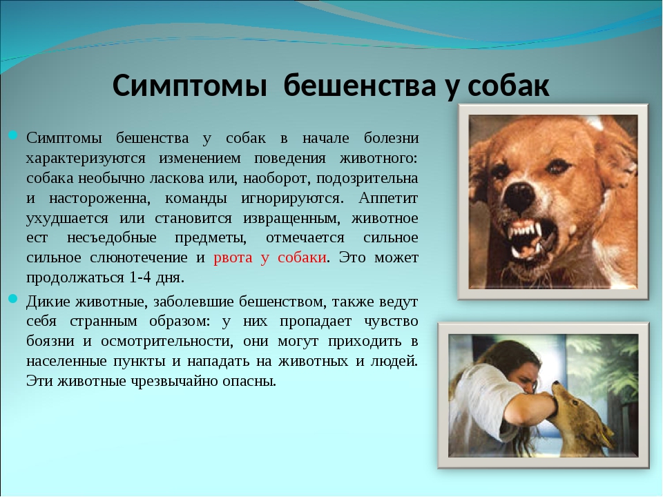 Бешенство у собак: симптомы и лечение