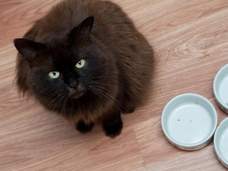 Что делать, если кот ничего не ест и пьет только воду?
