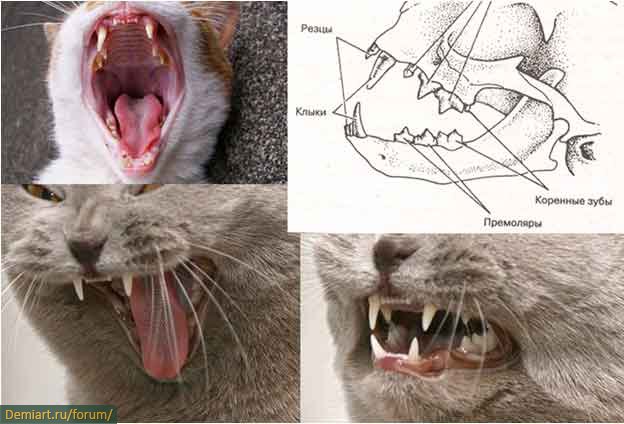Молочные зубы у кошек - «айболит плюс» - сеть ветеринарных клиник