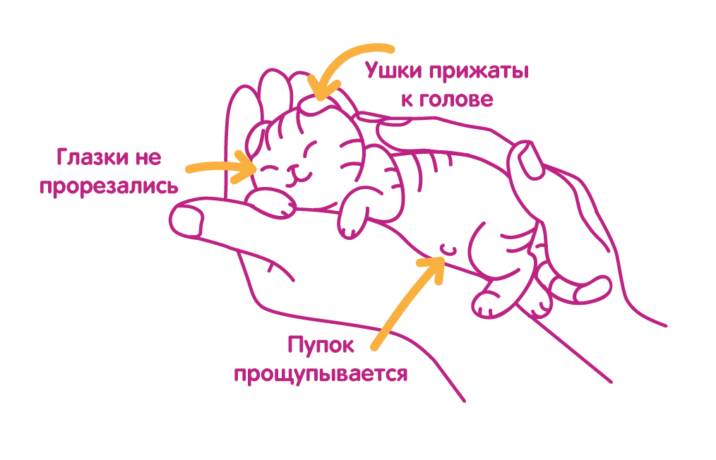 Этапы развития котят с момента рождения до трех месяцев на petstory