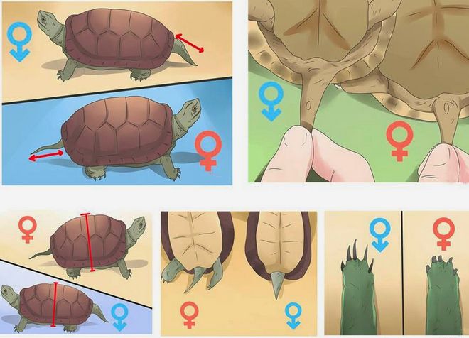 Как определить пол черепахи: 8 шагов (с иллюстрациями)