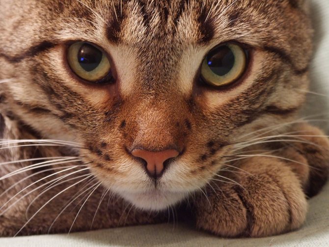 Какая память у кошек? любопытные факты об усатых любимцах