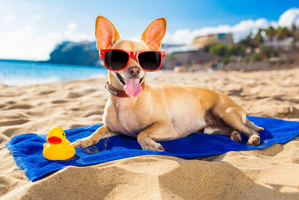 Стоит ли брать собаку с собой в отпуск?