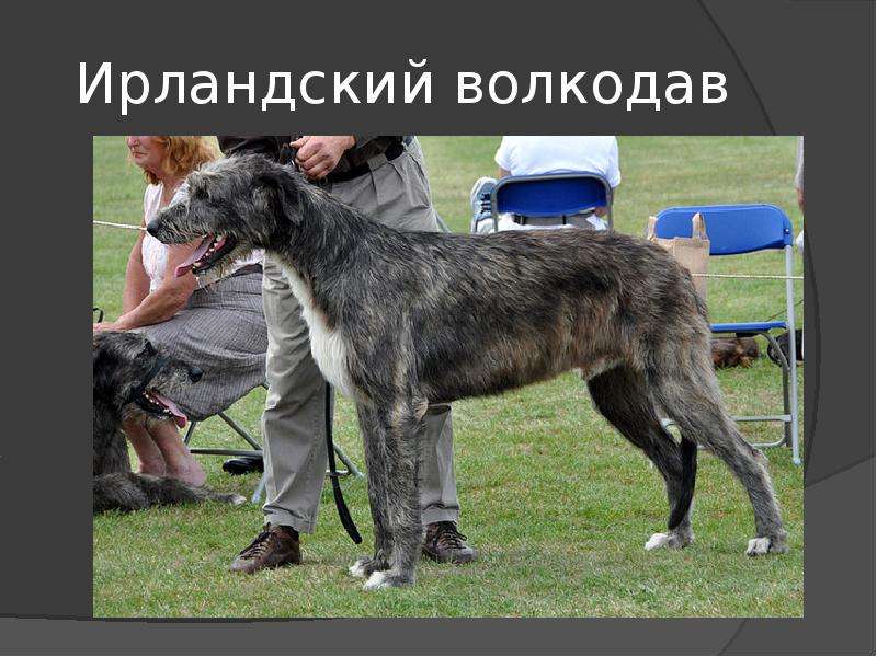 Русские породы собак волкодав