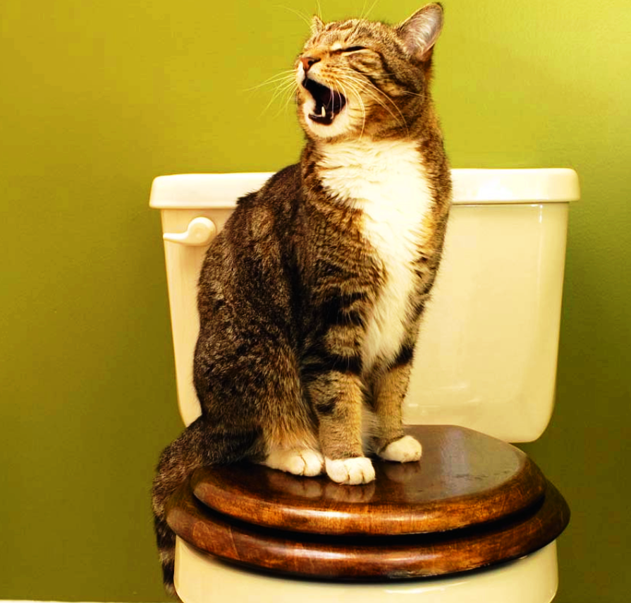 Кот пописал не в лоток. Коты на унитазе. Кот в туалете. Унитаз для кошек. Смешной кот в туалете.