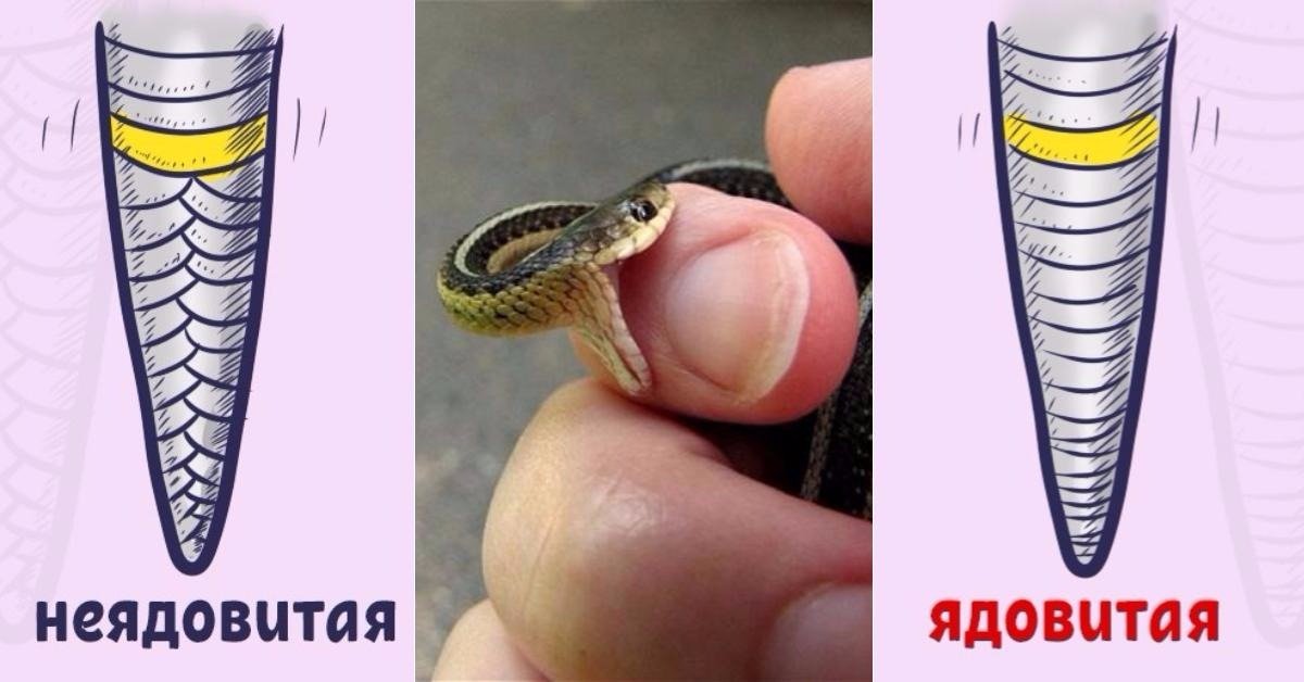 Как отличить ядовитую змею от неядовитой: 11 шагов