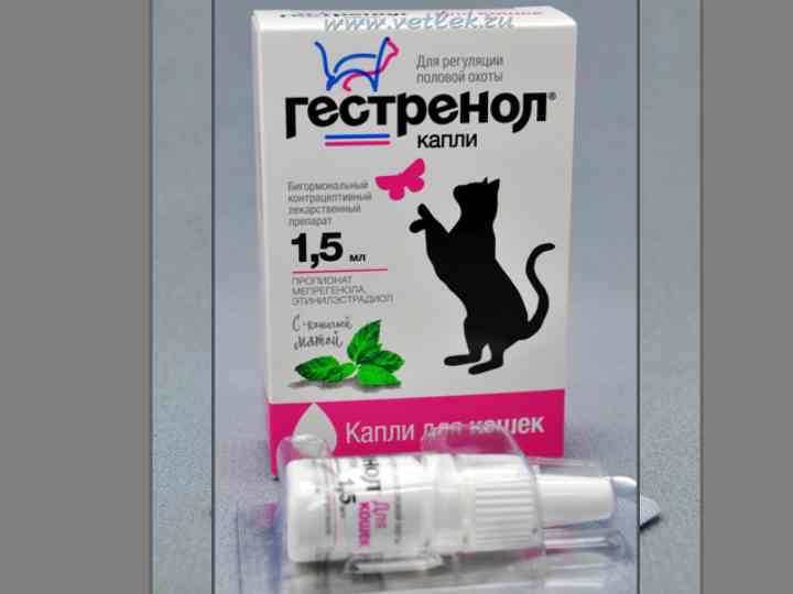Противозачаточные таблетки для кошек | есть ли средства, название, цена, уколы