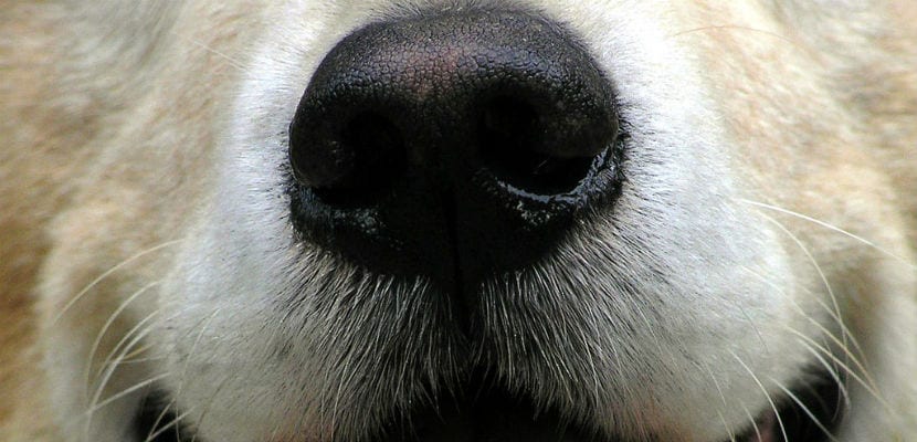 Раздражение в паху у собаки: причины состояния, диагностика и лечение | блог ветклиники "беланта"