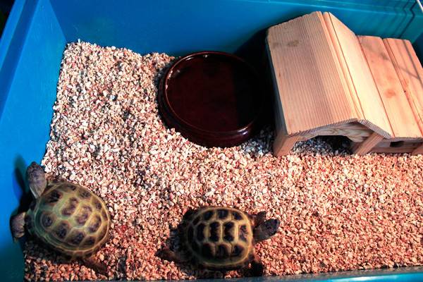 Как сделать островок или берег для домашней черепахи