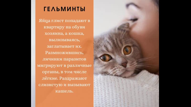 Почему кошка кашляет - «айболит плюс» - сеть ветеринарных клиник