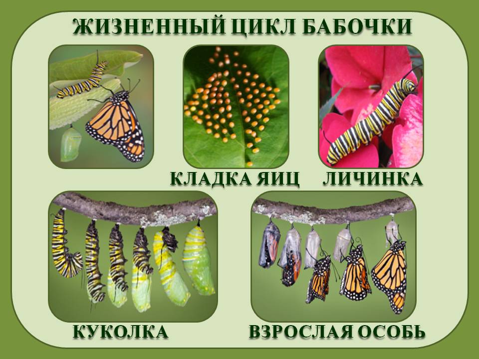 Цикл бабочки в картинках