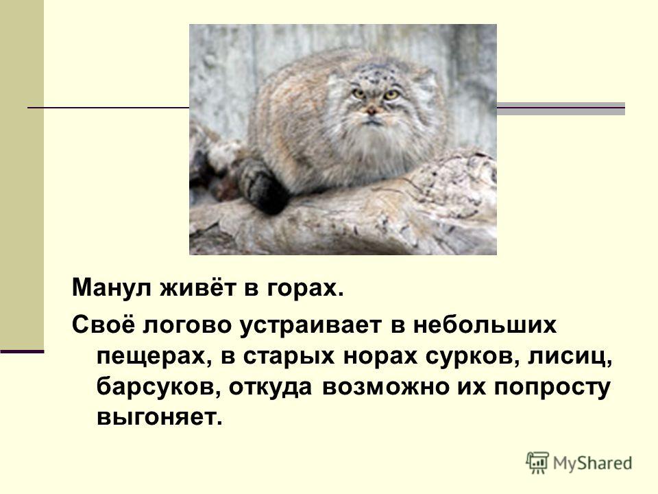 Лесной кот. образ жизни и среда обитания лесного кота
