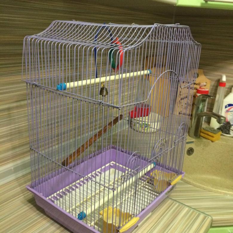 Что нужно в клетке для попугая и как ее выбрать