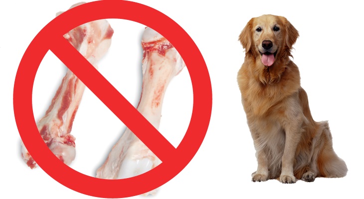 Почему собакам нельзя свинину — сало, ноги, желудок, печень и легкое