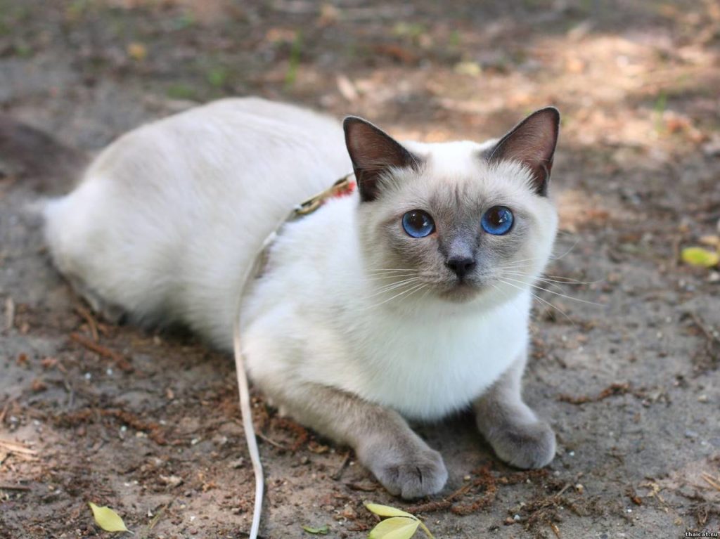 Тайская кошка - 90 фото и видео описание тайских кошек и их разведения