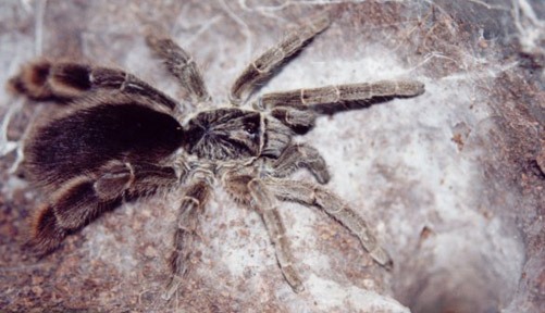 Желтосумный паук, описание и фото паука
