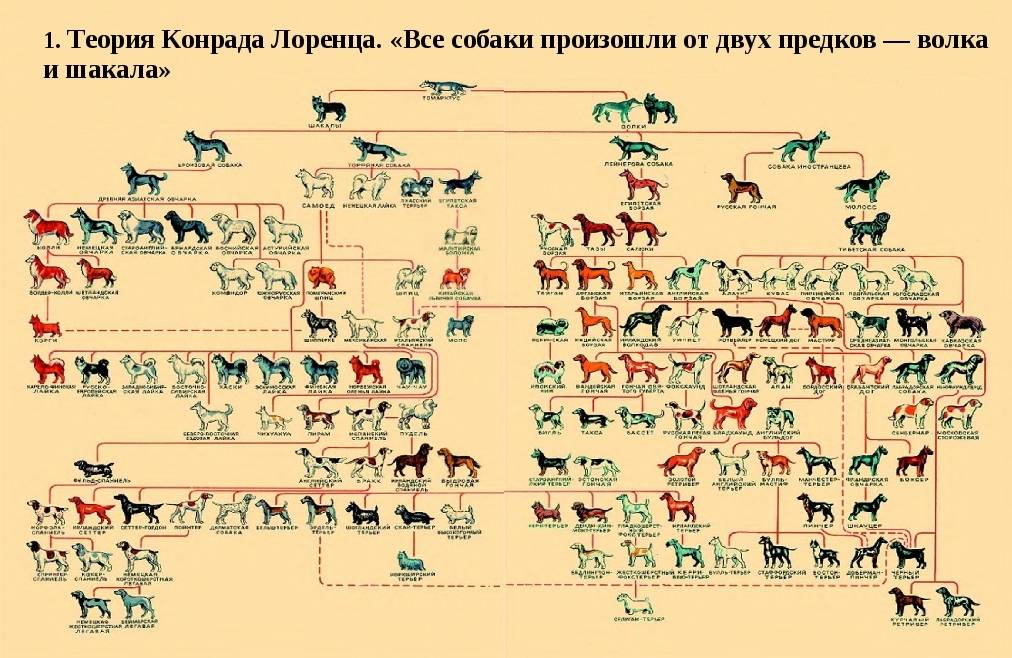 Классификация пород собак. отличия классификации fci и акс. как классифицируются породы собак? 10 групп пород собак