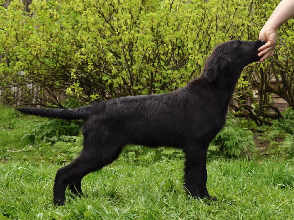 Черный волосатый лабрадор: охотничья порода собак (прямошерстный ретривер)
