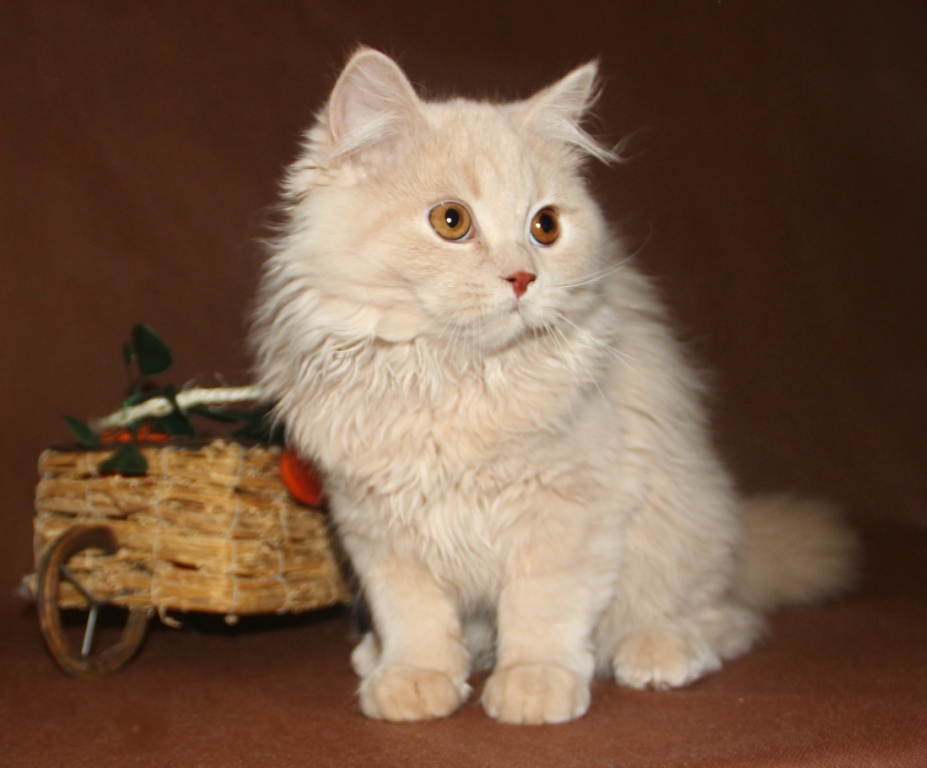 Британская длинношерстная — описание породы кошек, фото, купить в питомнике