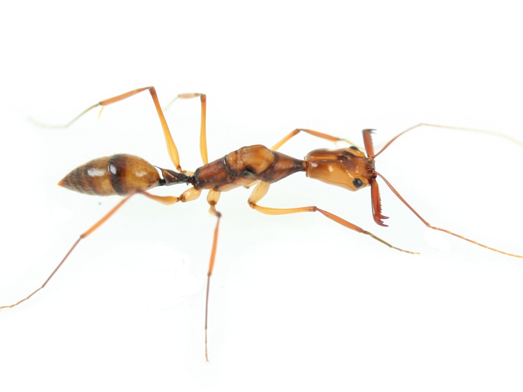 Ponera coarctata (обыкновенный муравей-бульдог)