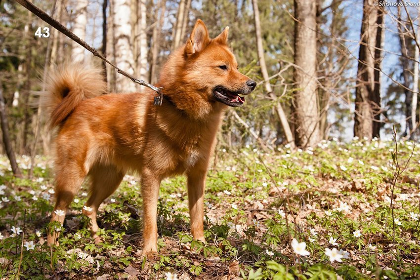 Карело-финская лайка (53 фото): описание породы финский шпиц, характеристика щенков и стандарты, охота с собакой, отзывы владельцев