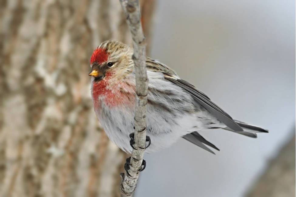 Балобан или птица чеглок: подробное описание вида и ее подвидов