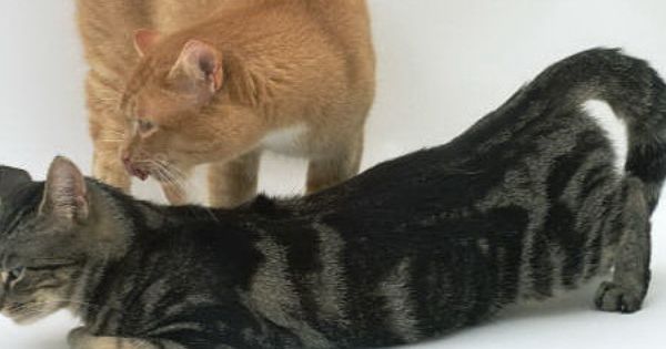 Случка котов: когда, на какой день течки можно сводить (вязать) кошку с котом в первый раз