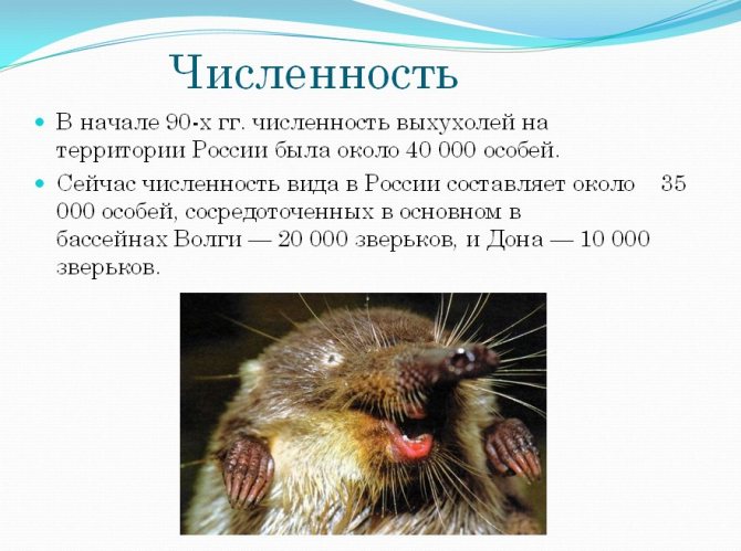 Выхухоль (фото): самый смешной и необычный житель русских рек