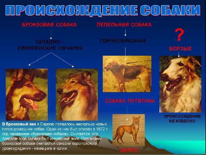 История происхождения собаки