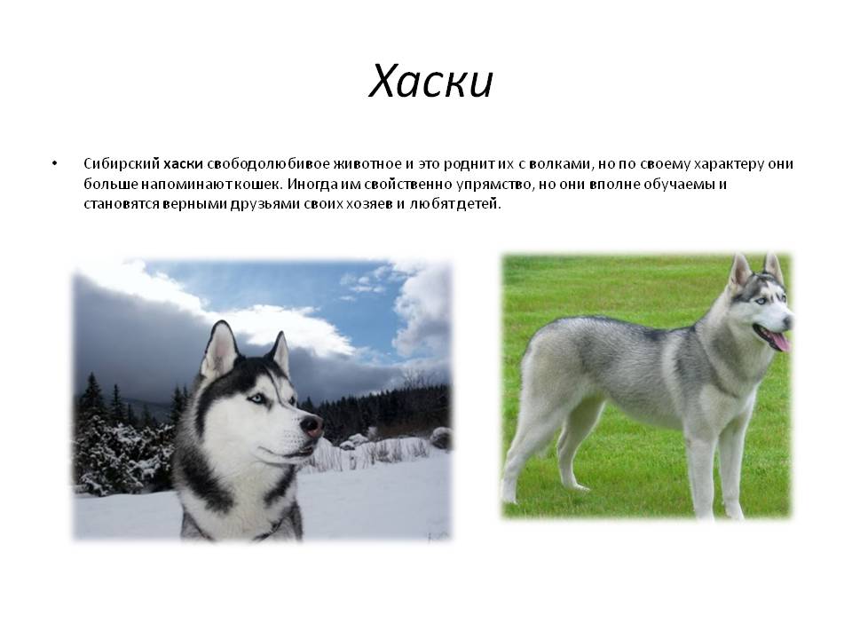 Сибирский хаски: фото, содержание, уход за собакой и описание породы