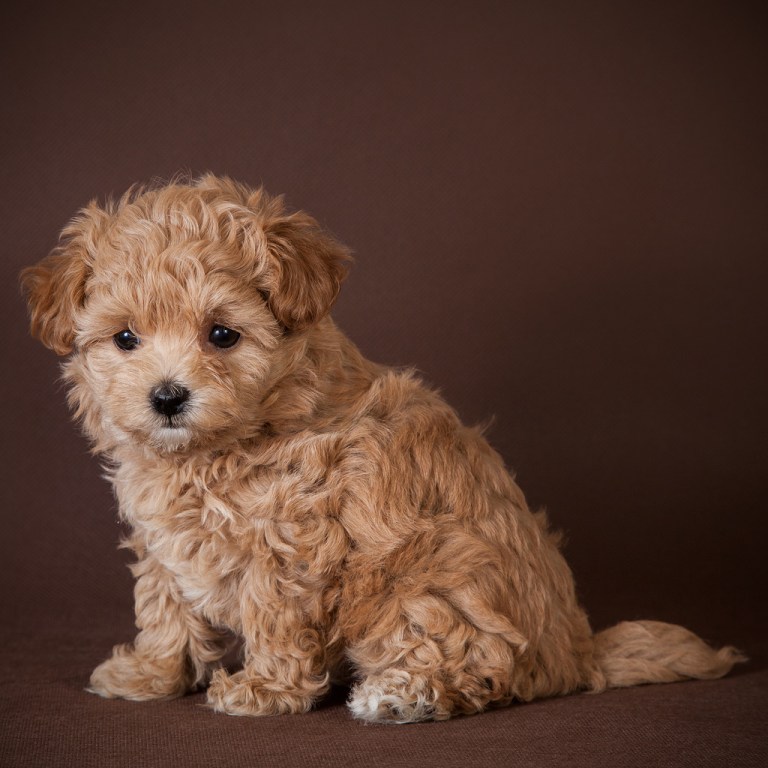 Мальтипу: цена и фото собаки, описание и характер породы, выбор щенка