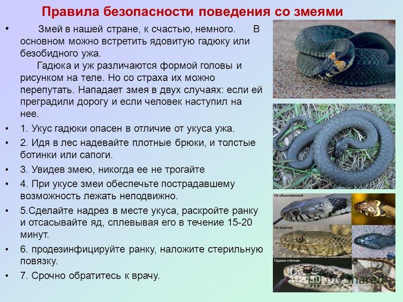 Действия хозяина при укусе собаки змеей: опасность ужей и гадюк для питомцев