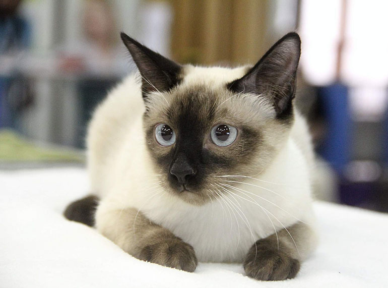Меконгский бобтейл - описание породы кошек, уход, как купить котёнка меконгского бобтейла