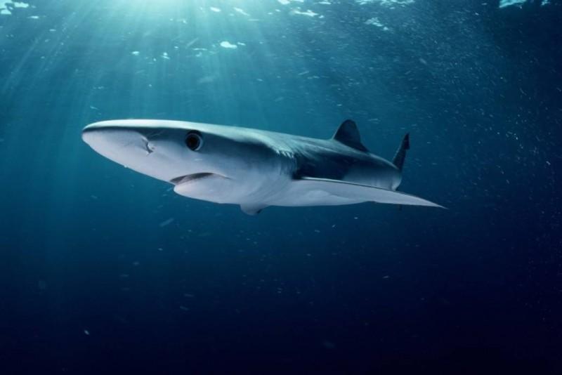 Есть ли акулы в средиземном море