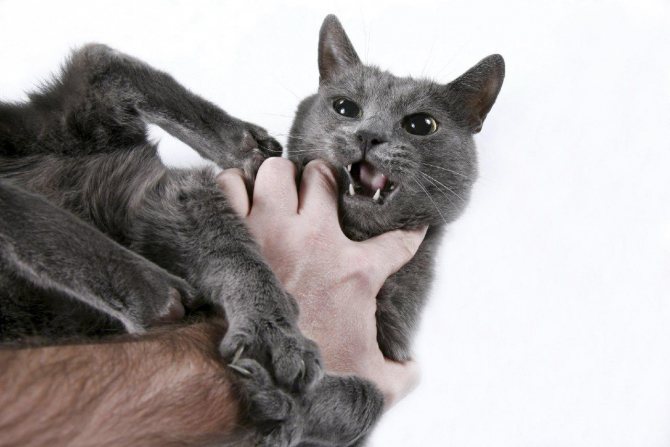 8 причин почему кошка шипит: подробное объяснение