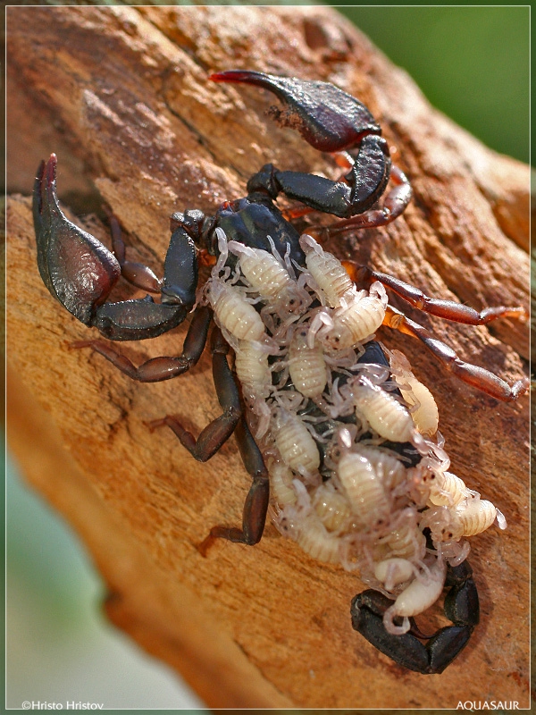 Императорские скорпионы: описание, где обитают, ядовиты или нет :: syl.ru
